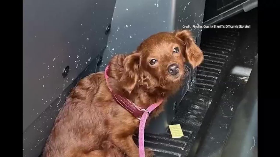 The dog was taken to animal control after being rescued by the deputies. Image is courtesy of the Pinellas County Sheriff's Office.