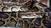 Florida Python Challenge 2024 removes nearly 200 invasive snakes from state