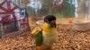 Rare bird worth more than $2,000 home safe after being stolen from Pinellas pet store