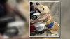 Caring K9s reaches milestone with 1,000 therapy visits