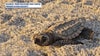 World's rarest sea turtle species setting new records in Florida during 2024 nesting season