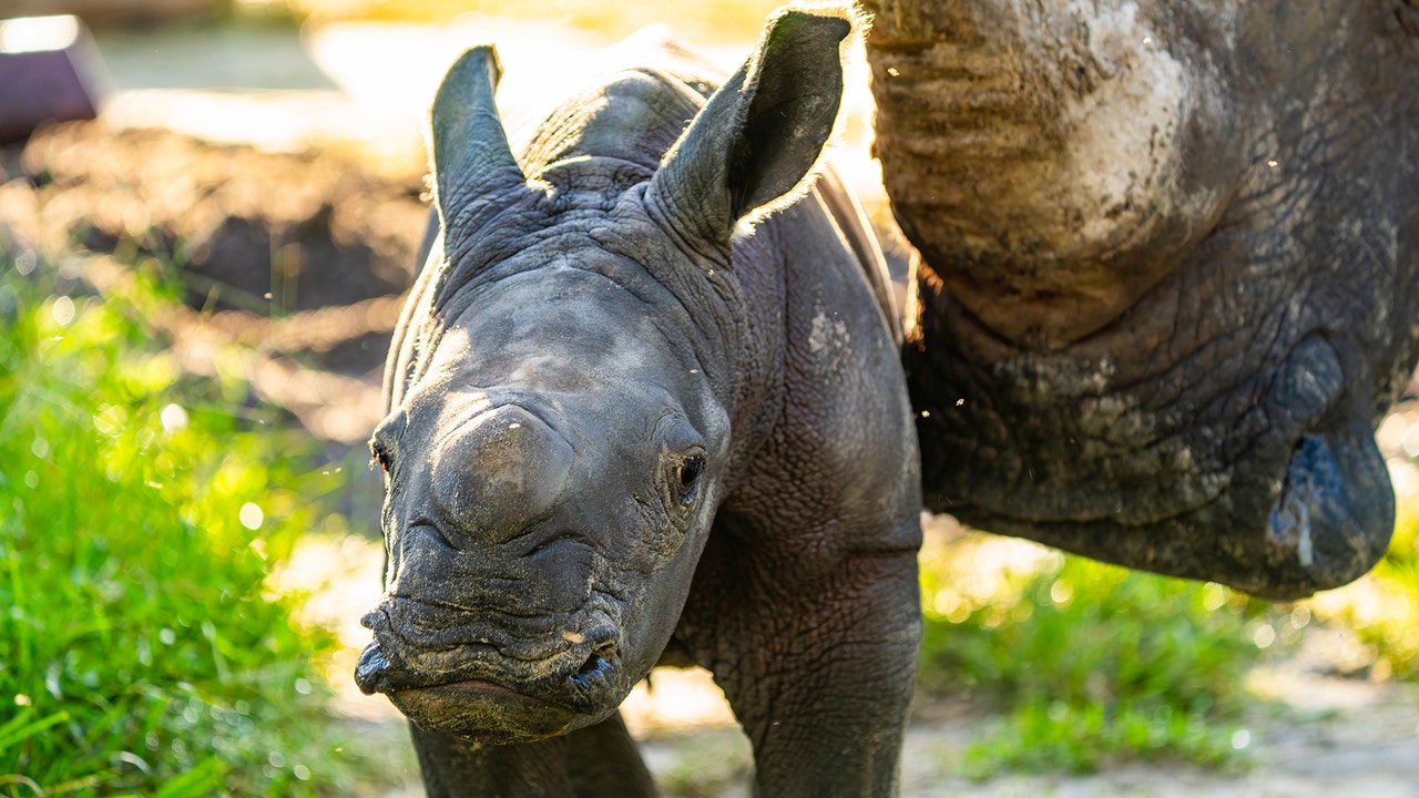 Baby-White-Rhino-Calf-at-Busch