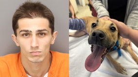 Puppy’s leg may need amputation, owner facing cruelty charge for 'unjustifiable force:' PCSO