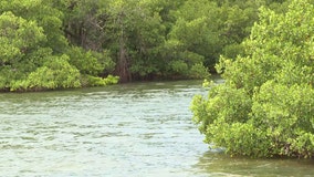 Mote Marine documents impacts from Debby on Sarasota Bay