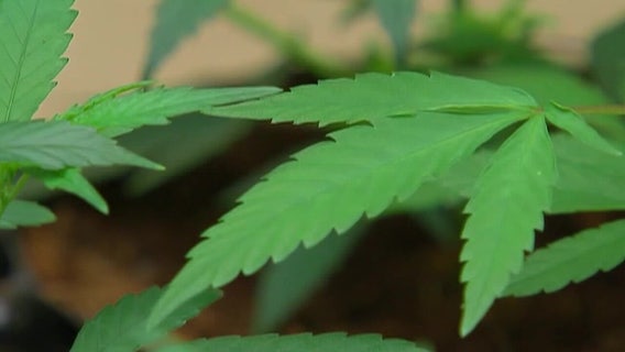 Florida senators make bipartisan push for recreational marijuana: 'Amendment 3 is good for Florida'