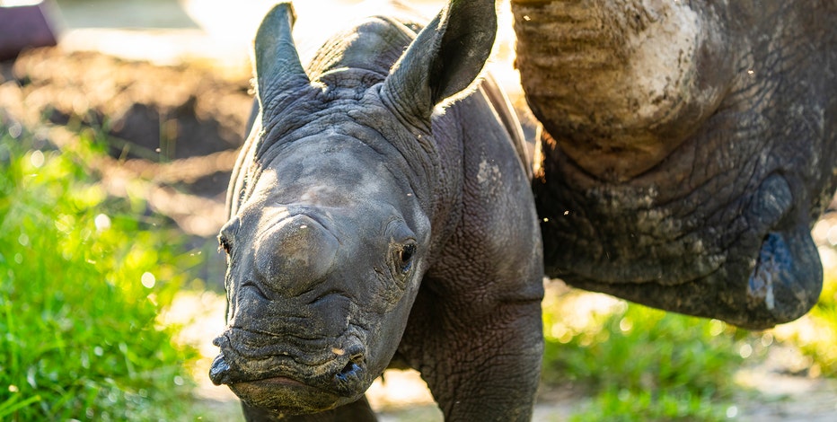 Baby white rhino born at Busch Gardens. Here's how you can help