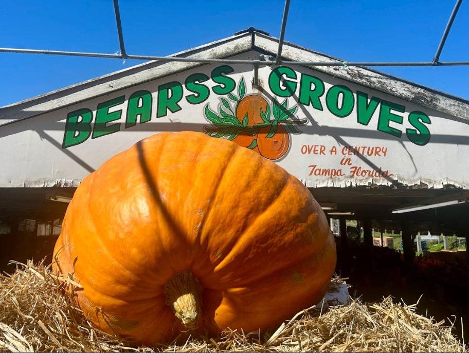 See for yourself: 868 pound pumpkin arrives in Tampa