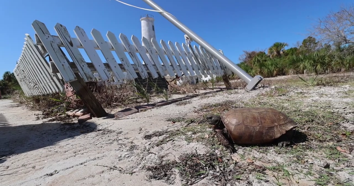Hurricanes ravage Egmont Key, force harbor pilots to relocate | FOX 13 ...