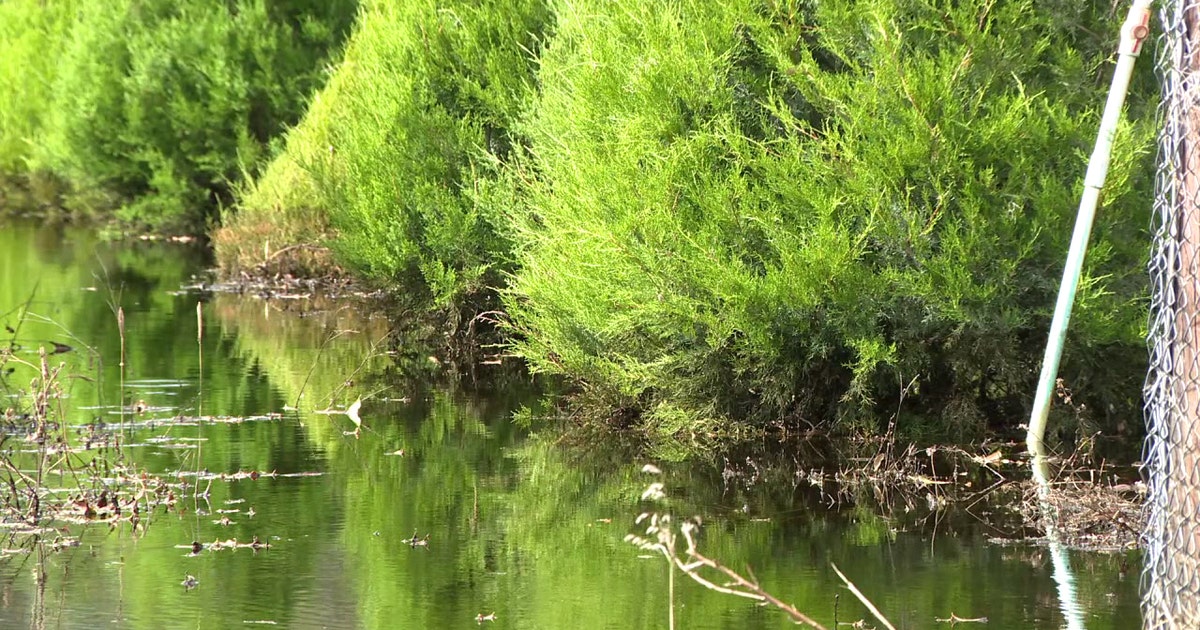Ergles Christmas Tree Farm near Dade City gears up for holidays after ...