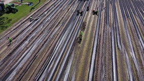 Tampa Bay area's agriculture industry suffers 'catastrophic' damage from recent hurricanes