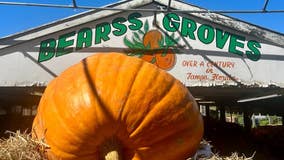 See for yourself: 868 pound pumpkin arrives in Tampa