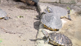 Tarpon Springs Aquarium cleans up after Hurricane Milton