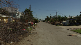 Power restorations in Tampa Bay plagued by downed trees following Hurricane Milton