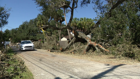 Bay Area arborists working to remove fallen trees after Hurricane Milton brings damaging winds