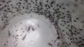 Mosquito-borne illness found in Bay Area after Hurricane Milton