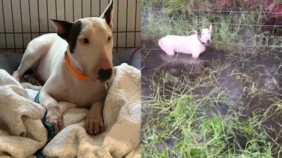 Dog rescued by troopers on I-75 ahead of Hurricane Milton not reunited with family despite rumors: LCHS