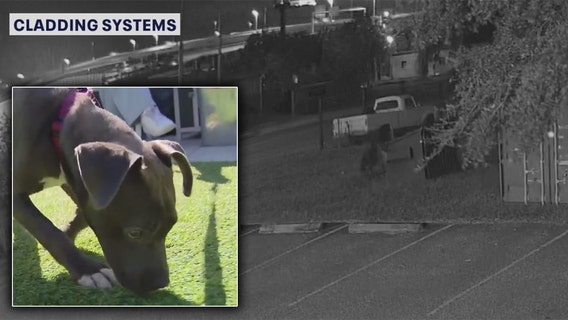 Puppy named 'Treasure' rescued after being thrown in Ybor City dumpster