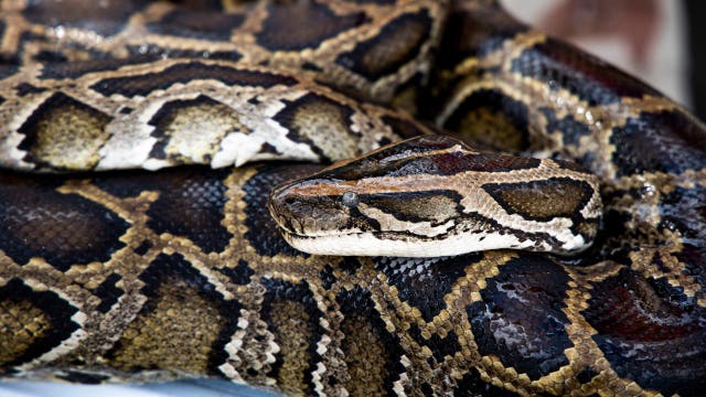 Florida Python Challenge kicks off Friday. Here's what to know