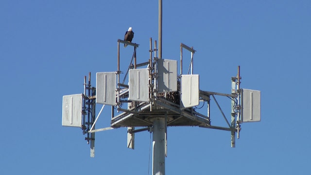 Longstanding eagle nest at Clearwater dealership here to stay: ‘They’re part of our history’