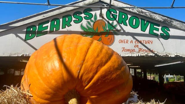 See for yourself: 868 pound pumpkin arrives in Tampa