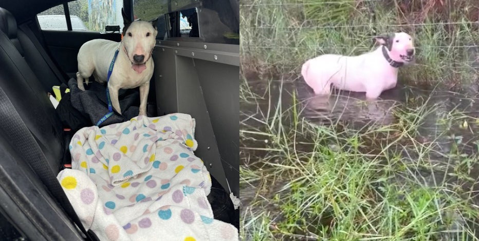 Video: Dog tied to pole on Tampa interstate rescued as Hurricane Milton draws near