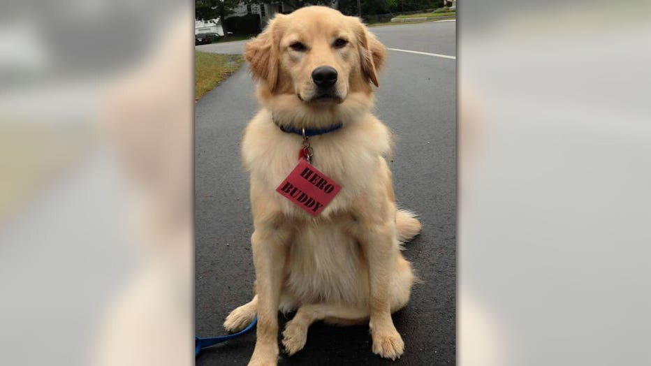 Ben the golden retriever. (Olivia Chasse)