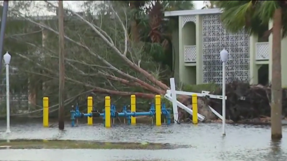 A large tree was uprooted in West Bradenton, an area that was heavily impacted by Hurricane Milton.