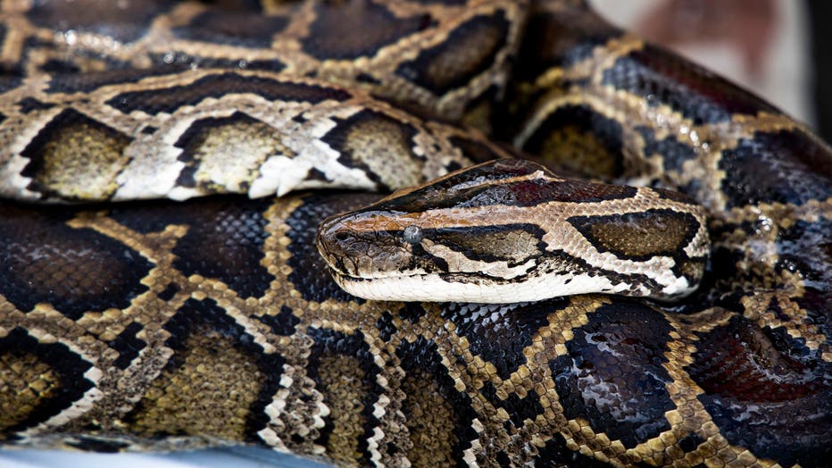 In a file photo, Donna Kalil, a python hunter who removes invasive Burmese pythons, shows a recent catch at a service plaza near Miami on April 23, 2021. (Patrick Connolly/Orlando Sentinel/Tribune News Service via Getty Images)