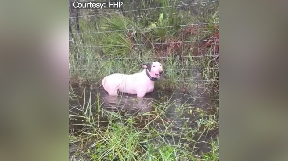 Troopers rescued a dog found tied to a pole on I-75 near Brice B Downs Blvd. on Wednesday morning. Image is courtesy of FHP.