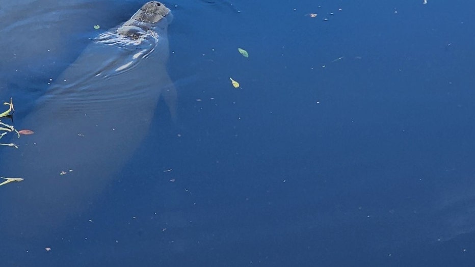 FWC biologists will attempt to rescue several manatees trapped in a pond in Largo on Friday. (Courtesy: Serenity Gardens Memorial Park)