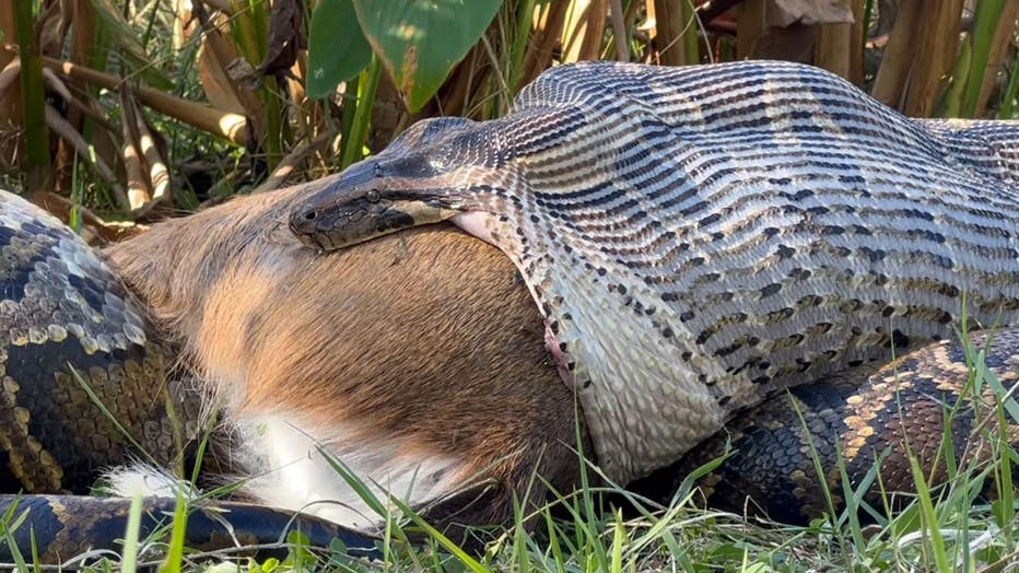 A Burmese python is seen eating a deer in Florida in 2024. (Conservancy of Southwest Florida/Facebook)