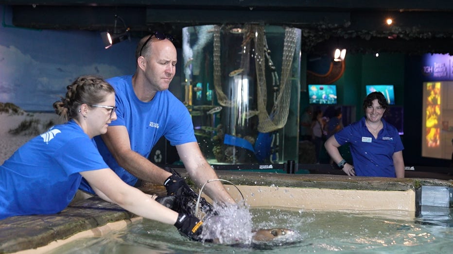 Florida Aquarium staff members removing stingrays from their tank at Tropicana Field. Courtesy: The Florida Aquarium