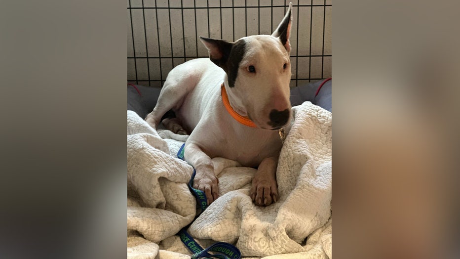 'Trooper' is decompressing at the Leon County Humane Society after being found tied to a pole ahead of Hurricane Milton. Image is courtesy of the Leon County Humane Society.