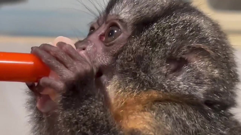 A baby owl monkey being fed at The Giraffe Ranch in Dade City.