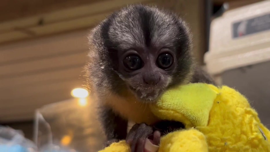 A baby owl monkey that lives at The Giraffe Ranch in Tampa Bay.