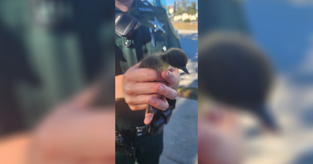 Photos: Florida deputies rescue ducklings from storm drain | FOX 35 Orlando