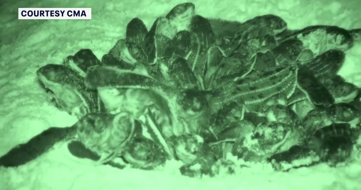 Sea turtle nesting season cut short in Pinellas County after Hurricanes ...
