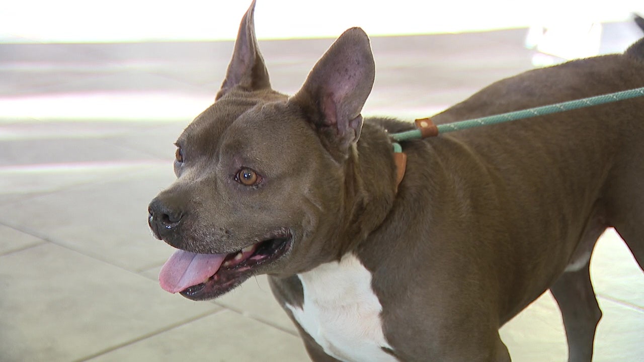 SPCA of Tampa Bay’s ‘Empty the Shelters’ event helped more than 50 dogs and cats find forever homes