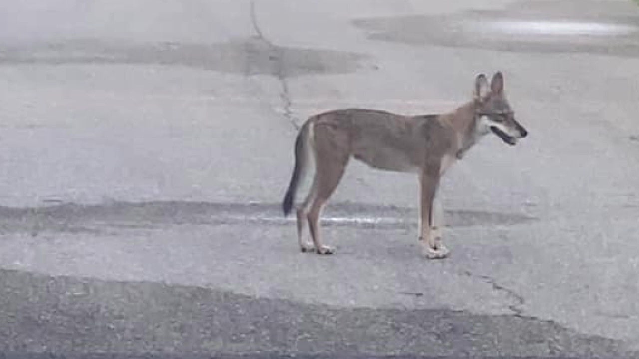 COYOTE I need to protect other people's pets:' Coyote sightings, attacks