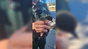 Photos: Florida deputies rescue ducklings from storm drain