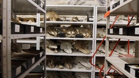 Massive collection of world objects at the Florida Museum of Natural History on UF's campus