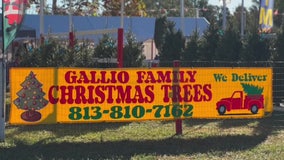 Gallio Family Christmas Trees opens for 31st year in Tampa