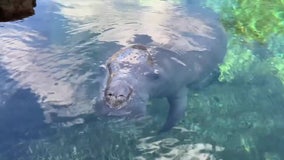 Apollo Beach's Manatee Viewing Centers offering a experience