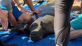 ZooTampa rescues 2-year-old manatee likely displaced by Hurricane Helene's storm surge