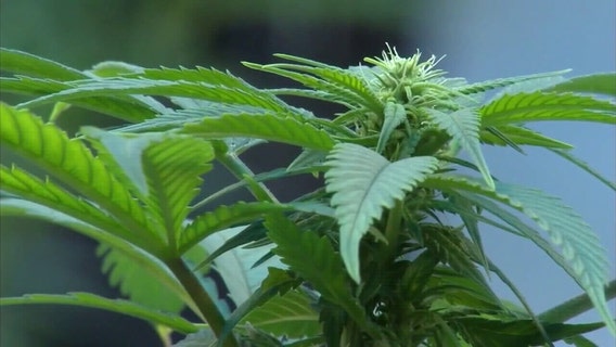 Trulieve CEO calls rejection of Amendment 3 'encouraging' for legislature to take up the issue