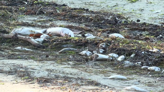 Medium level of red tide detected at Manatee County location after Hurricane Milton