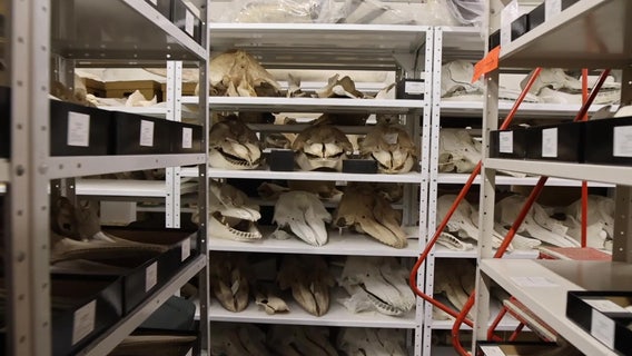 Massive collection of world objects at the Florida Museum of Natural History on UF's campus