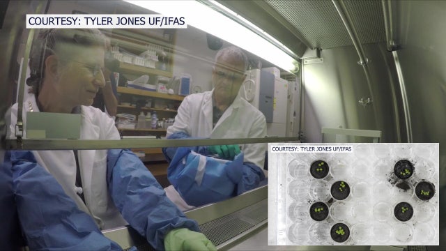UF researchers study how to grow food on the moon