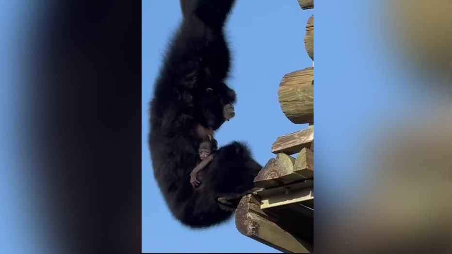 An endangered siamang baby was born. Image is courtesy of ZooTampa.