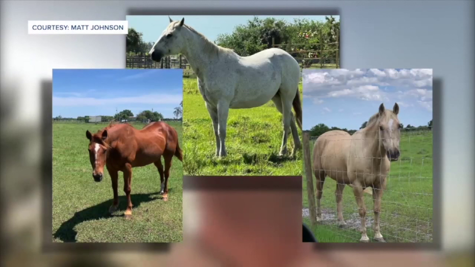 St. Lucie County Sheriff Keith Pearson says the investigations of four stolen horses along the Treasure Coast could all be connected. (Courtesy: Matt Johnson)